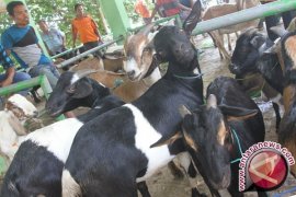 Sleman Siapkan Ratusan Petugas Pengawas Hewan Kurban