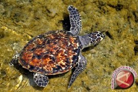 Aktivitas Kapal Cumi Ancam Kelestarian Penyu Sisik di Seruyan