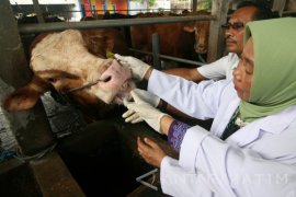 Tangkal Peredaran Sapi Terjangkit Anthrax