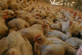 Indeks Daya Beli Peternak Di Riau Alami Peningkatan Pada Juli 2016