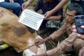 Bupati: Pemotongan Hewan Qurban Tidak Ada Kendala