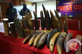 Gajah Afrika Perlu Waktu Seabad untuk Pulih Dari Perburuan