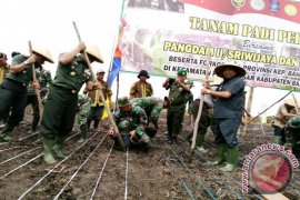 Gubernur-Pangdam Tanam Padi di Batu Betumpang