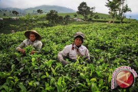 Punya Keluhan Asma? Coba Pakai Bantal Teh
