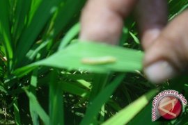 Hama Ulat Serang Tanam Padi Di Palolo 