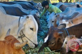 Bursa Hewan Qurban Kota Bogor Kembali Dibuka