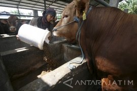 Pakan Fermentasi Percepat Pengemukan Sapi