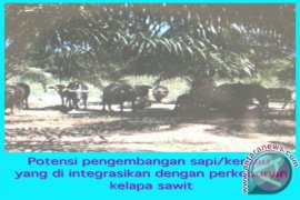 Tanbu Identifikasi Potensi dan Peluang Usaha Ternak