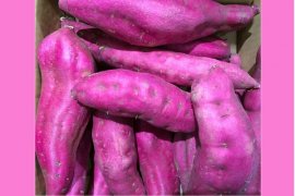Hasiat Ubi Ungu yang tidak Dimiliki Beras