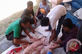 Warga Buleleng Lestarikan Tradisi "Mepatung" Galungan