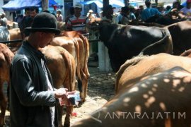 Dinas Peternakan Bojonegoro Periksa Hewan Kurban Kamis