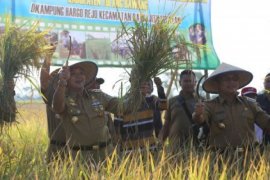 Ridho Ficardo Panen Perdana Padi Hibrida Di Lampung