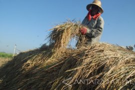 Dinamika Masyarakat dan Perlukah Impor Beras ?