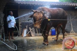 Ini dia, 24 pasang sapipun berebut Piala Presiden