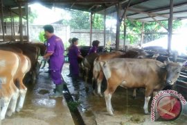 Ratusan hewan kurban di Jambi tidak sehat