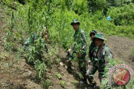Saat Latihan UST Yonif 123/RW Temukan Ladang Ganja
