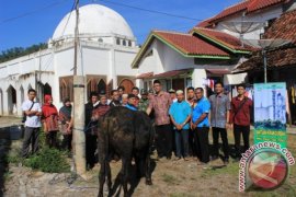 PT Semen Baturaja berkurban 11 ekor sapi