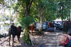 Syahrini Kurbankan Tiga Sapi di Hari Raya Idul Adha 