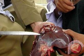 DKP3 Temukan Sapi Kurban Terserang TBC