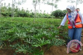 Areal Bekas Tambang Tidak Harus Gersang