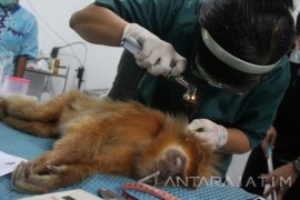 Pemeriksasan Kesehatan Lutung Jawa