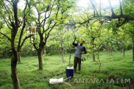 Pengamat: Agrowisata di Jatim jadi Destinasi Alternatif