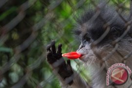 BBKSDA cek keberadaan monyet surili di Cianjur