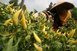 Harga Cabai Fluktuatif