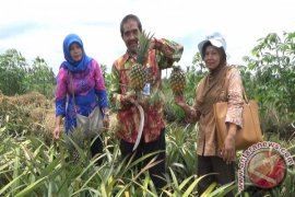 Nikmatnya wisata Petik Nanas Tamban