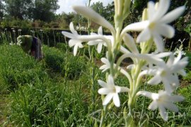 Permintaan Bunga Sedap Malam