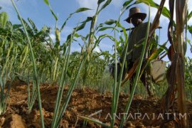 Pengembangan Tanaman Jagung di Pamekasan Terkendala Irigasi
