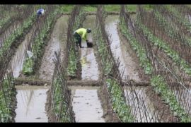Pemkab Banyumas Dorong Petani Tanam Palawija
