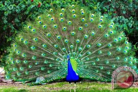 Hewan Langka Yang Nyasar Ini Diselamatkan Warga Sukabumi