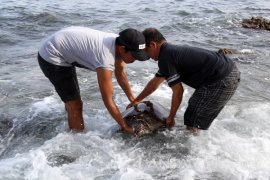 Pelepasan Penyu Sitaan