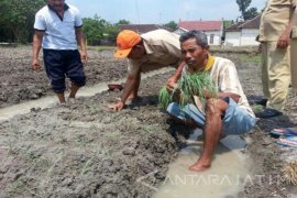 Bojonegoro Uji Coba Manfaatkan Benih Bawang Merah