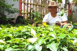 Dishutbun Bondowoso Kembangkan Kopi Arabika varietas "Blue Maountain"