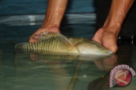 Patroli KKP Tahan Kapal Pengangkut Ikan Napoleon