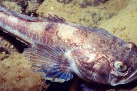 Ilmuan Temukan Jawaban Dari Lagu Cinta Ikan plainfin midshipman