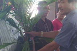 Petani Rohil Dapat Bantuan Bibit Sawit, Karet, dan Kelapa