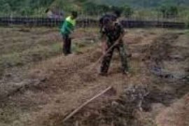 Kodim 0303/Bengkalis Gelar Sosialisasi Tanam Padi Serentak