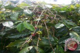 Pemkab Jembrana Mendorong Produksi Kopi Profesional