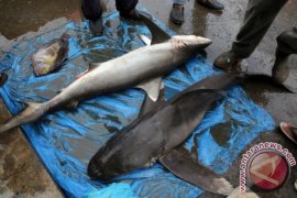 Ikan hiu dijual di pasar Lambaro, Aceh Besar