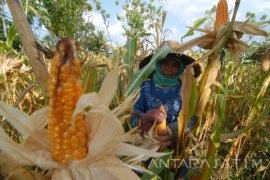 Harga Jagung Madura