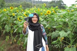  Bunga Matahari Ditanam jadi Destinasi Wisata Baru
