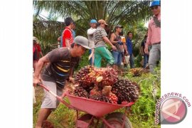 Astaga! Puluhan Warga Tutup Jalan Perusahaan Sawit PT HSL, Ada Apa?
