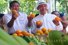 APTRI Tolak Rencana Penutupan 10 Pabrik Gula