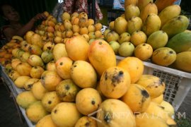 Musim Panen Mangga Mundur