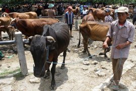 Stok Sapi Kurang