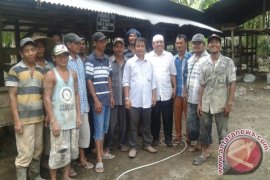 Tapanuli Selatan Pilot Project Sapi Brahman Cross