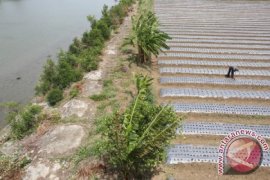 Hektaran lahan palawija rusak akibat pekerjaan proyek irigasi